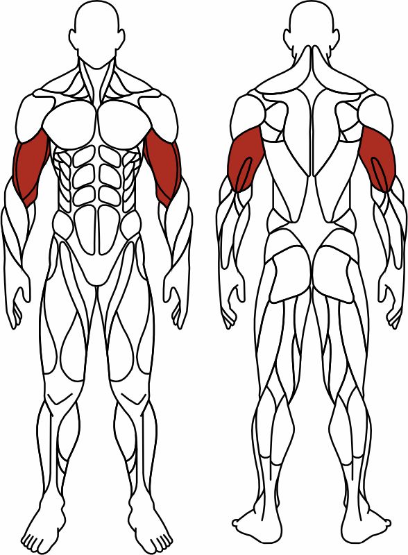 СТ 035 Бицепс стоя